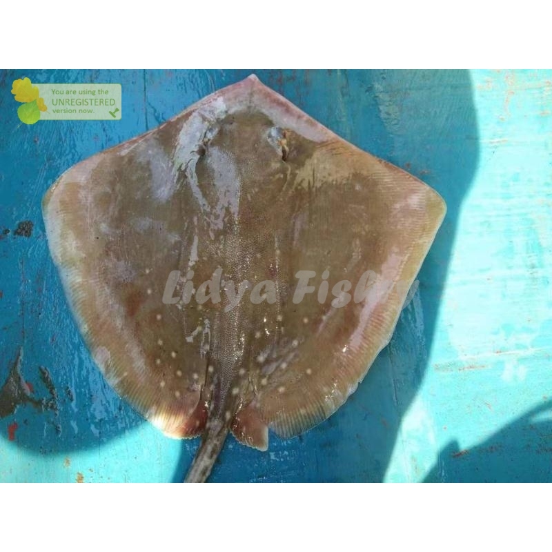 

Ikan Pari Segar Ikan Pari Utuh 1Kg