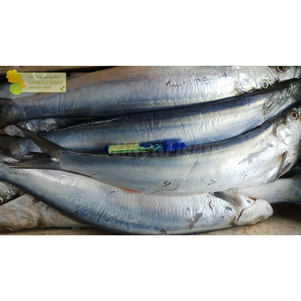 

Ikan Parang Segar Ikan Parang 1Kg Ikan Golok Golok