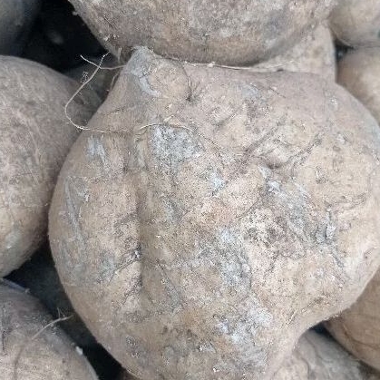 

Buah bengkuang bengkoang