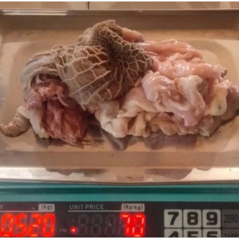 

Jeroan Kambing & Domba Muda Lokal | Babat + Usus | Fresh Setiap Hari