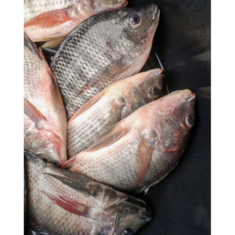 

IKAN NILA | IKAN NILA MERAH