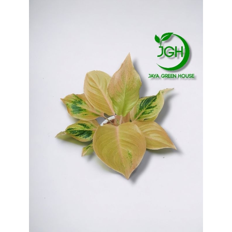 Tanaman Aglaonema Golden Love