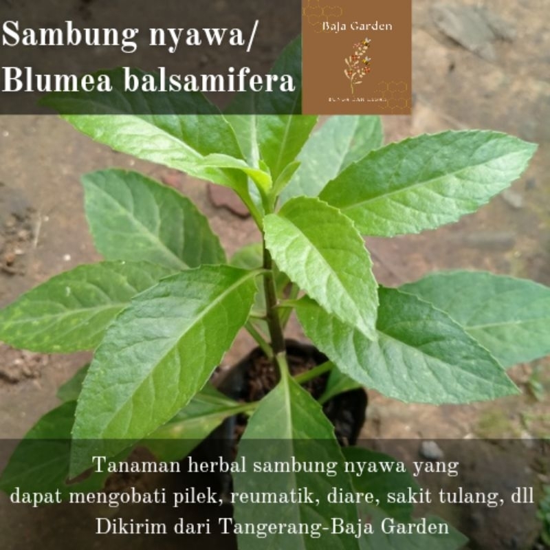 bibit sambung nyawa daun sambung nyawa tanaman herbal