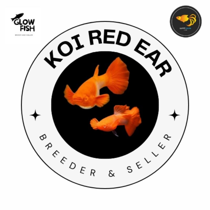 ALBINO KOI RED EAR INDUK GEN KING KOI GRADE A.