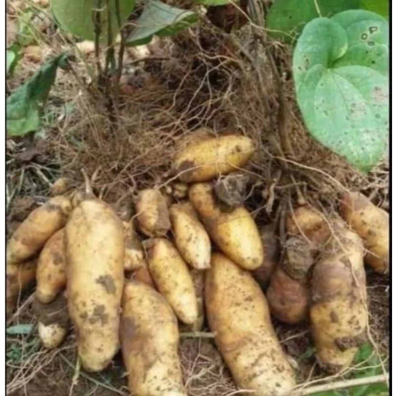 

UMBI GEMBILI ATAU UMBI BILI 500GRAM