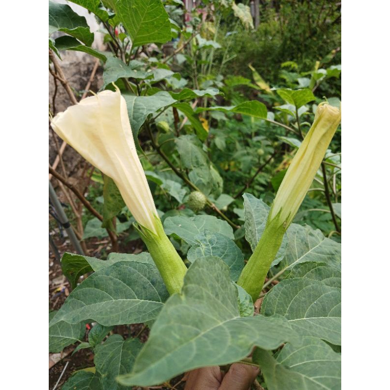 

BUNGA KECUBUNG SEGAR PERLEMBAR STOK TERBATAS