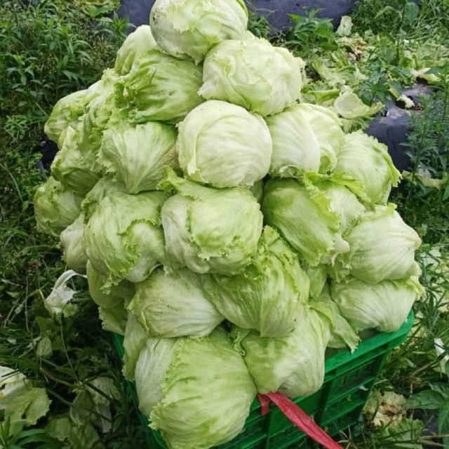 

Head Lettuce 300-500gr