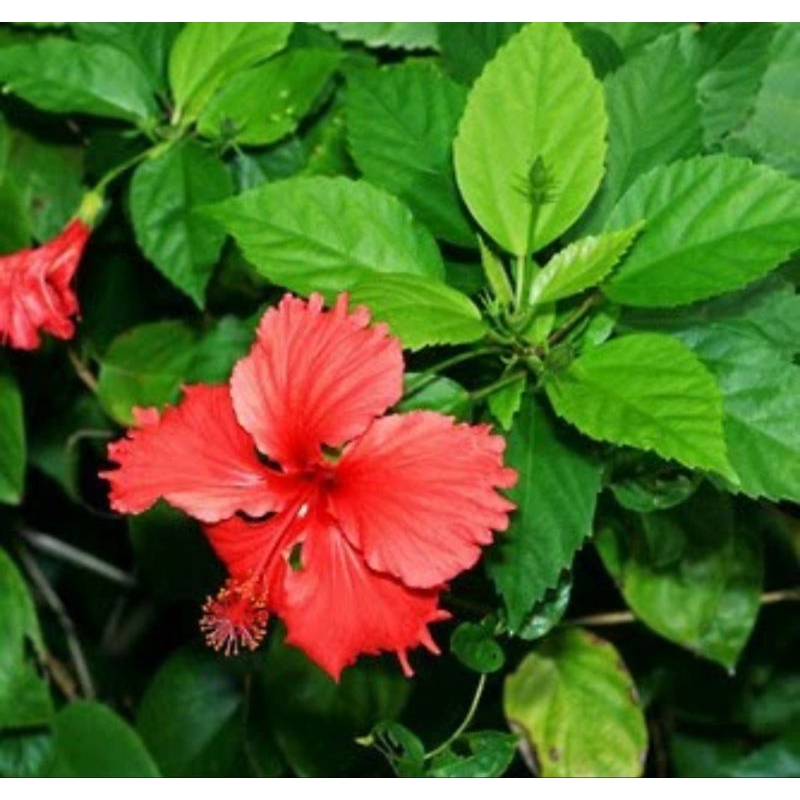 

Daun Wora wari 1 pack isi 25 biji