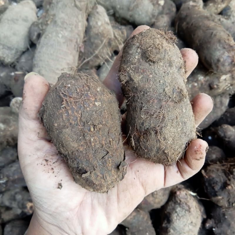 

talas mbothe/enthik 1 kg (habiskan stok)