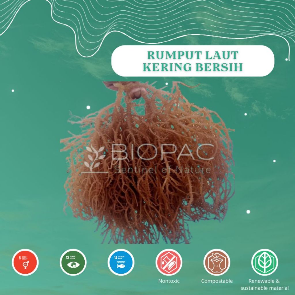 

Rumput Laut Kering Bersih - Kering Standar