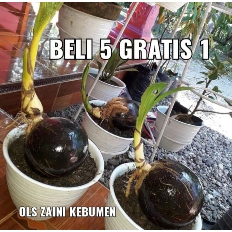Bonsai Kelapa Gading KUNING mini BONKLA, Sudah mengkilap, divernish plistur termurah