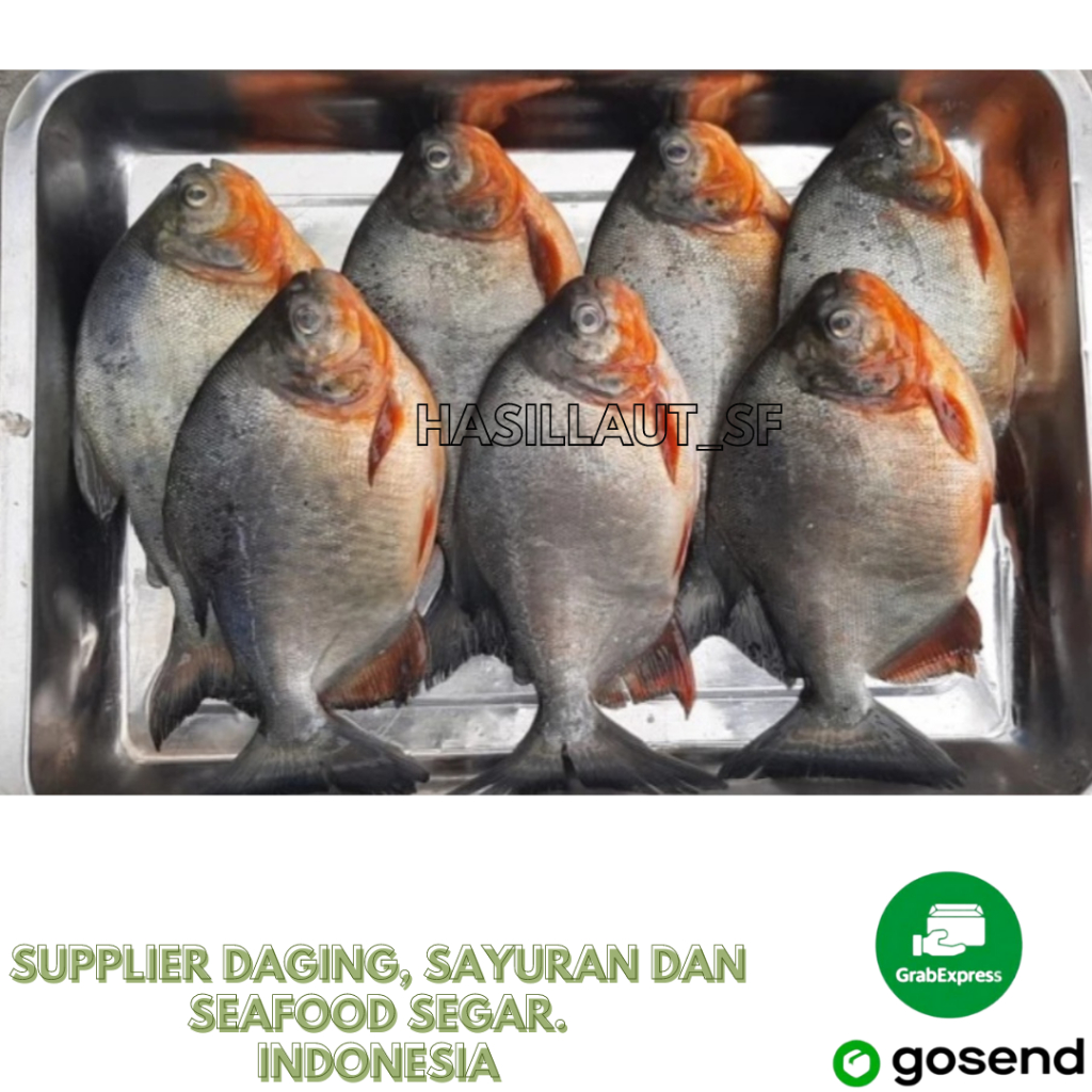 

ikan bawal tambak/bawal empang segar