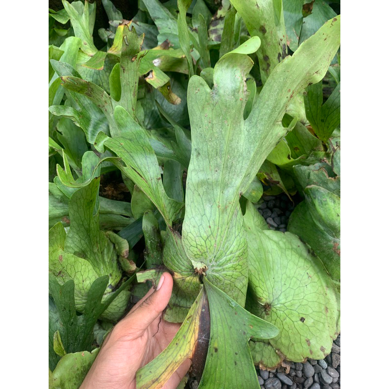 platycerium wandae cabutan uk+-25 cm