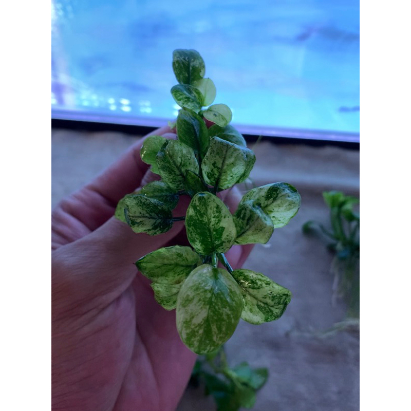 ANUBIAS PINTO SIZE INDUKAN FULL DAUN AIR