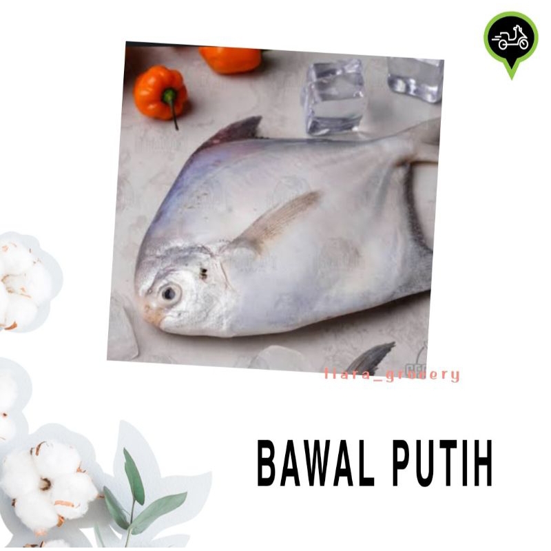 

Ikan bawal putih