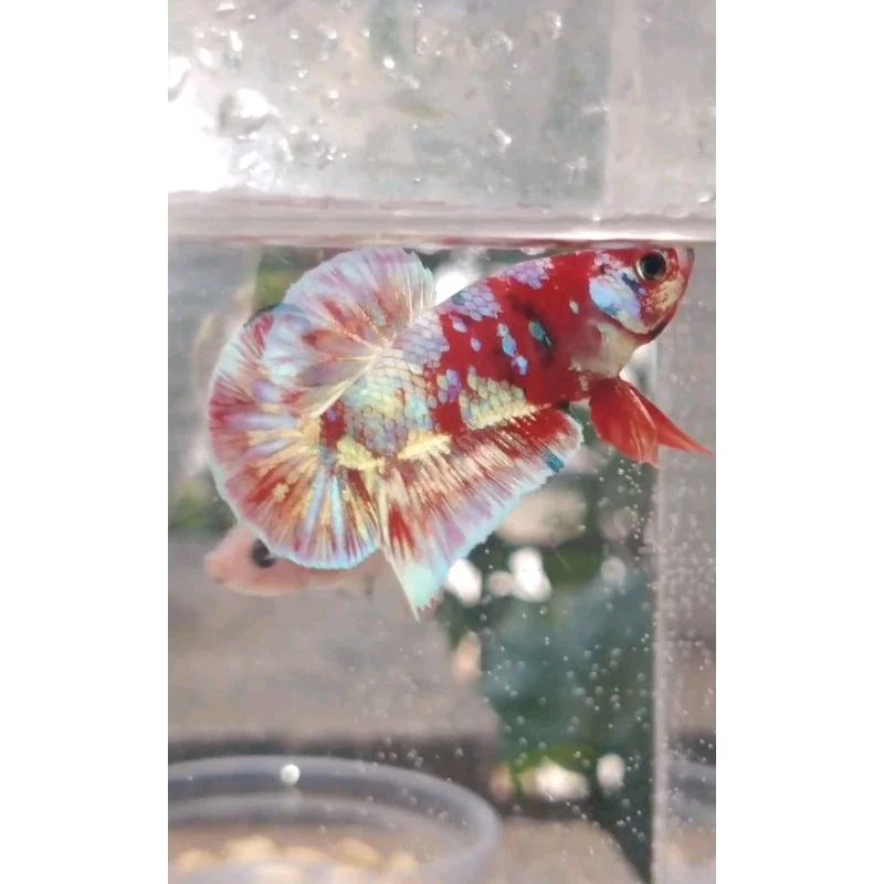 PK Red Barongsai Gold Rainbow