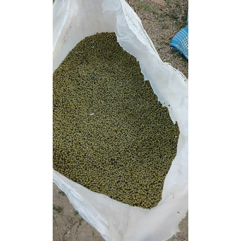 

Kacang Hijau 500gr//Kacang ijo Bubur 500gr//Langsung Dari Petani