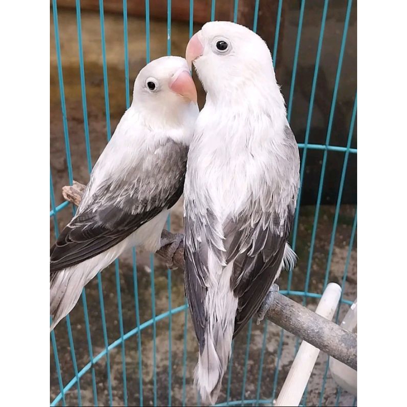 Sepasang Lovebird Biola Ewing Move