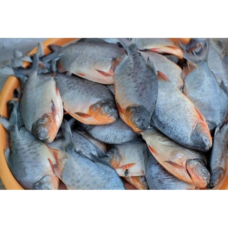 

Ikan bawal merah segar 1kg