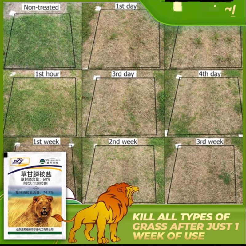 buy 1 get 1 kill grass lion