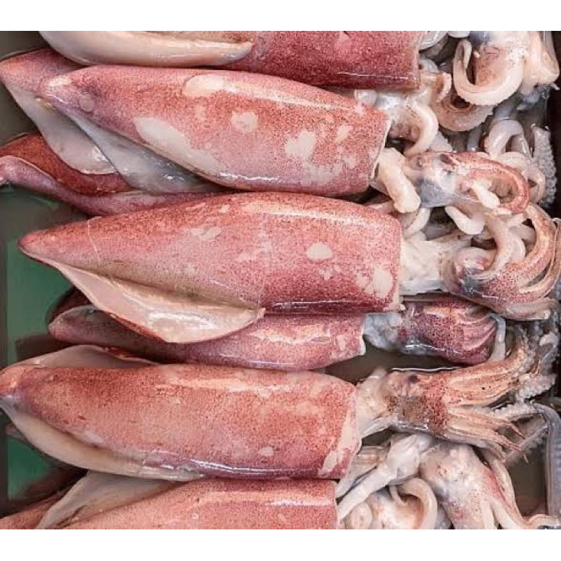 

Cumi Segar Premium 500gram