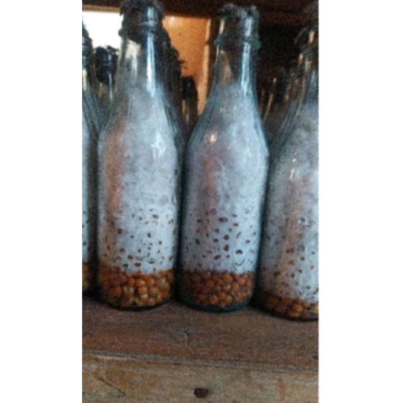 

F2 TIRAM PUTIH JAGUNG UTUH