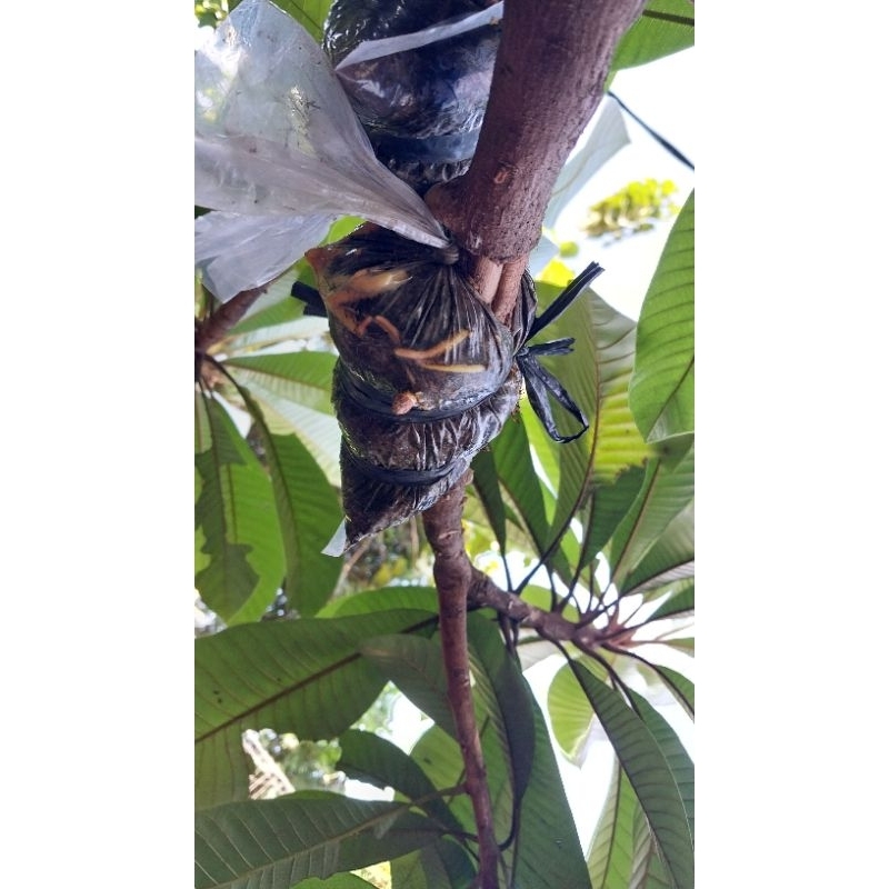 mamey sapote keywest