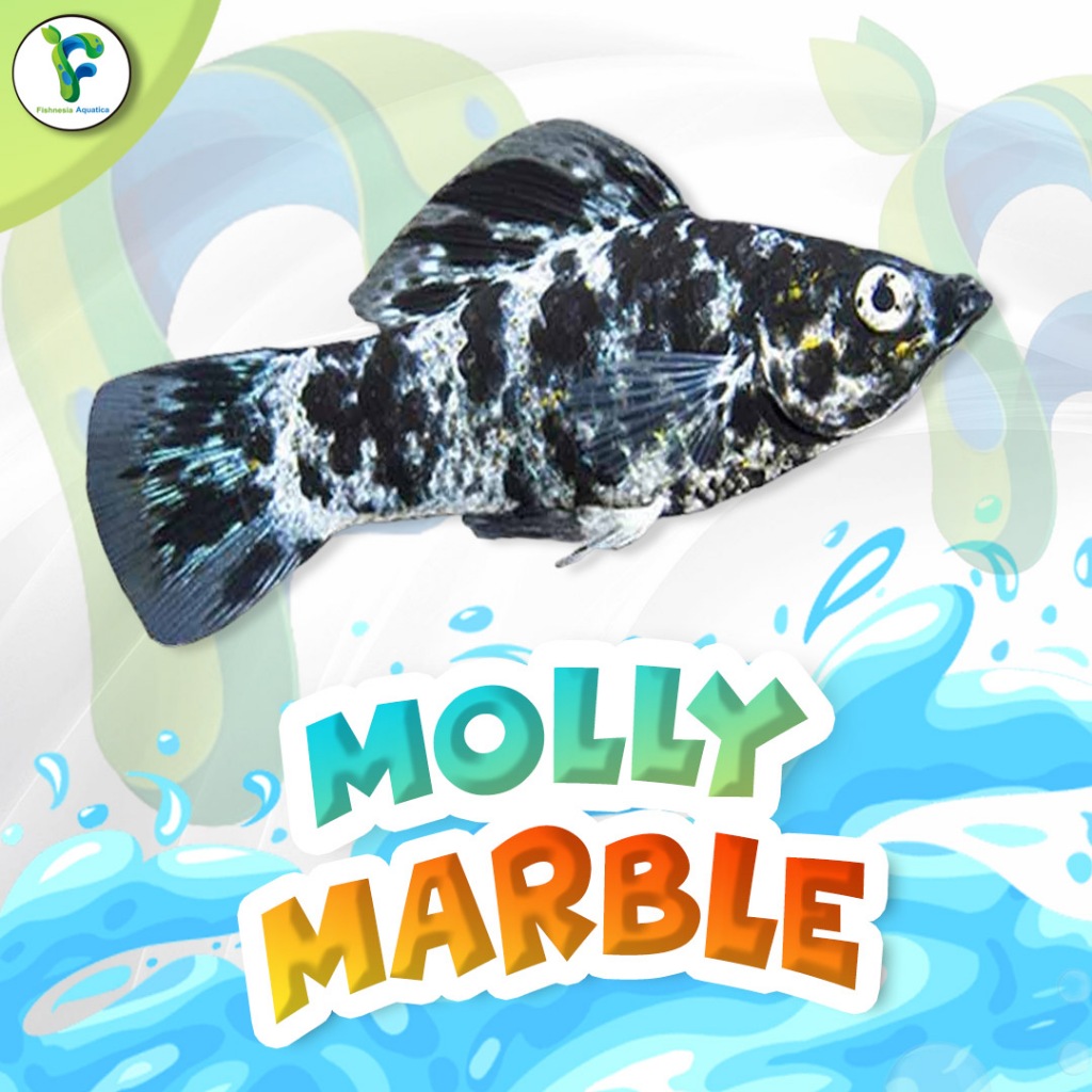 Ikan Molly Marble - Ikan Hias Aquascape - Ikan Hias Air Tawar