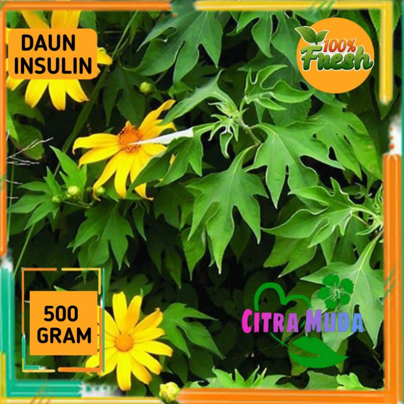 

DAUN INSULIN SEGAR 500GRAM