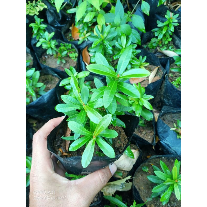 bunga Asoka mikro bunga putih pink merah