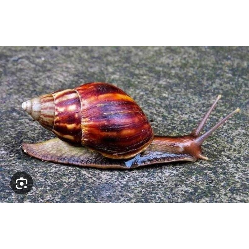 

Berkicot Keong 2 Kg Murah Obat Herbal Enak Konsumsi Siput Hidup