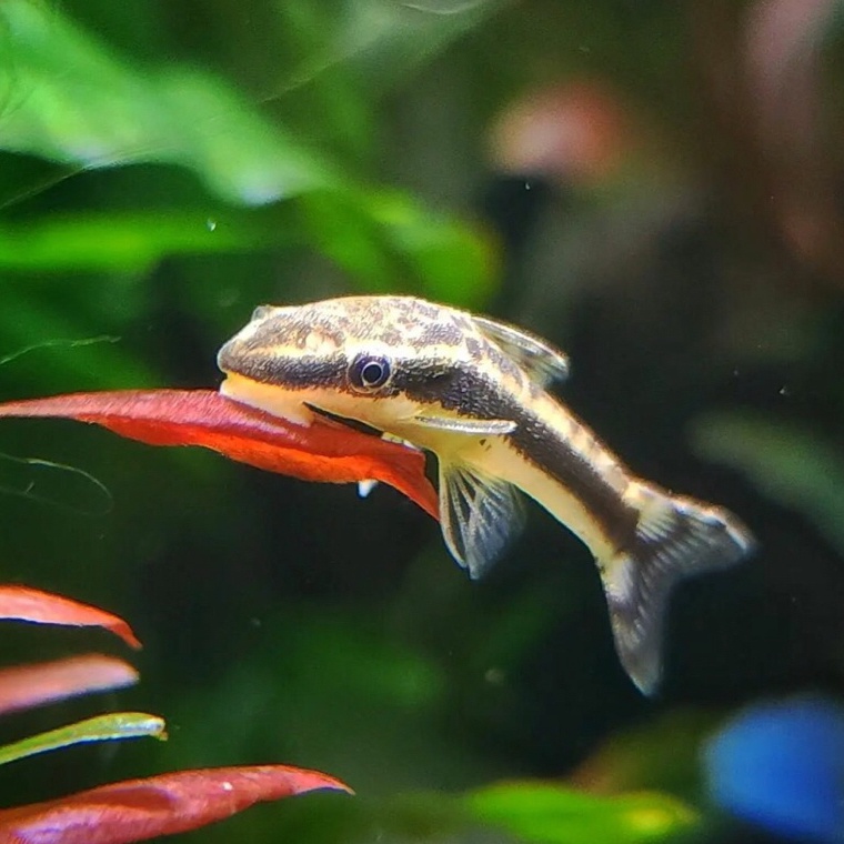 ART L62L Otocinclus affinis alga eater  ottosinklus pembersih alga