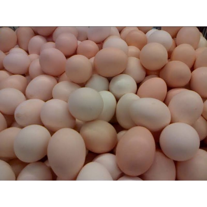 

Telur Ayam Kampung Asli