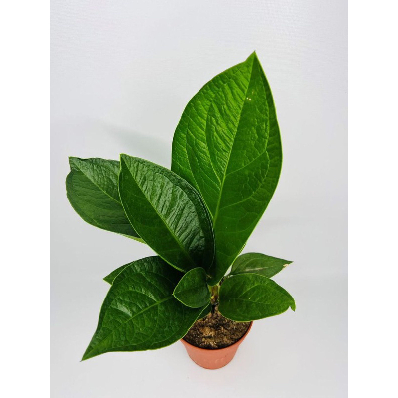 Anthurium Jemani Cobra Catalog Roset - Anthorium jemani Tanaman Hias Anthurium Jemani King Cobra / A