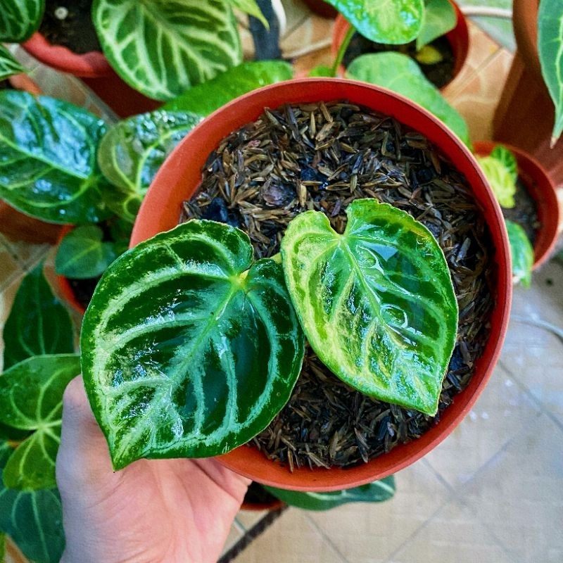 Anthurium Dorayaki Silver