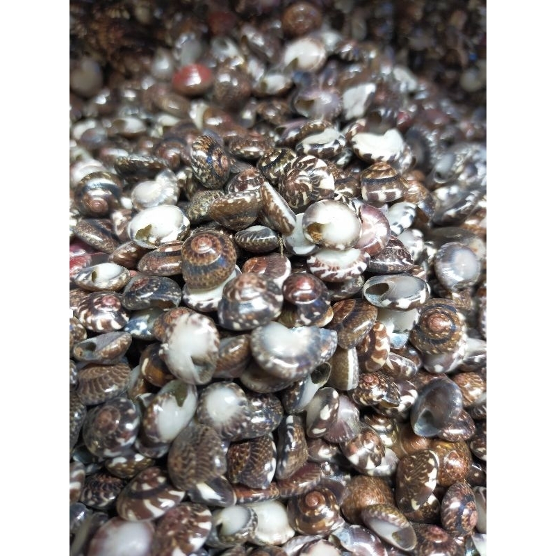 cangkang kerang mata - cangkang imut - cangkang kerang hias - 1kg  - hiasan akuarium - bahan kerajin