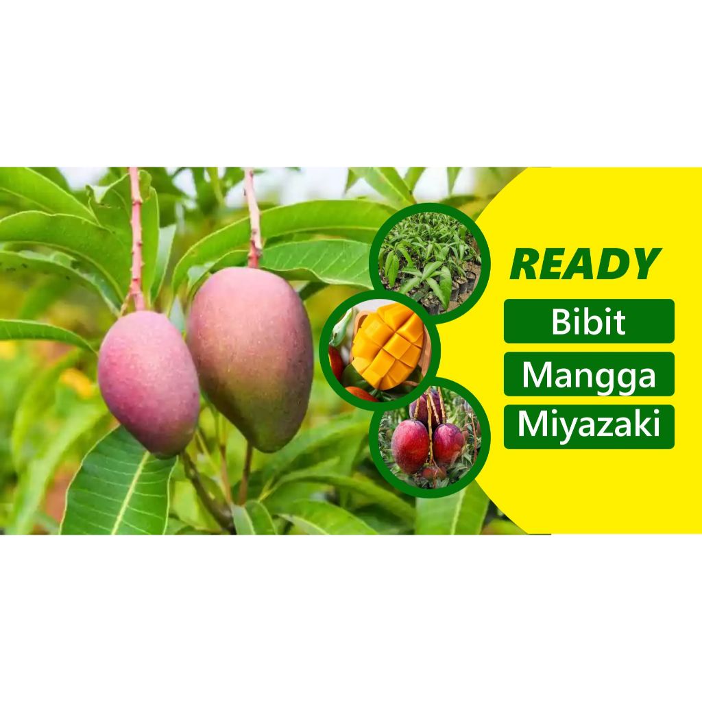 Sakhonashop Tanaman Mangga Miyazaki isi 1 pohon