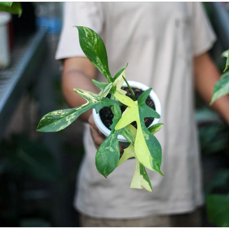 Philodendron Florida Beauty