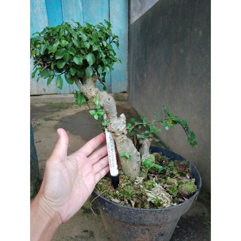 BONSAI SERUT REAL PICK / BONSAI SERUT TIPE 2