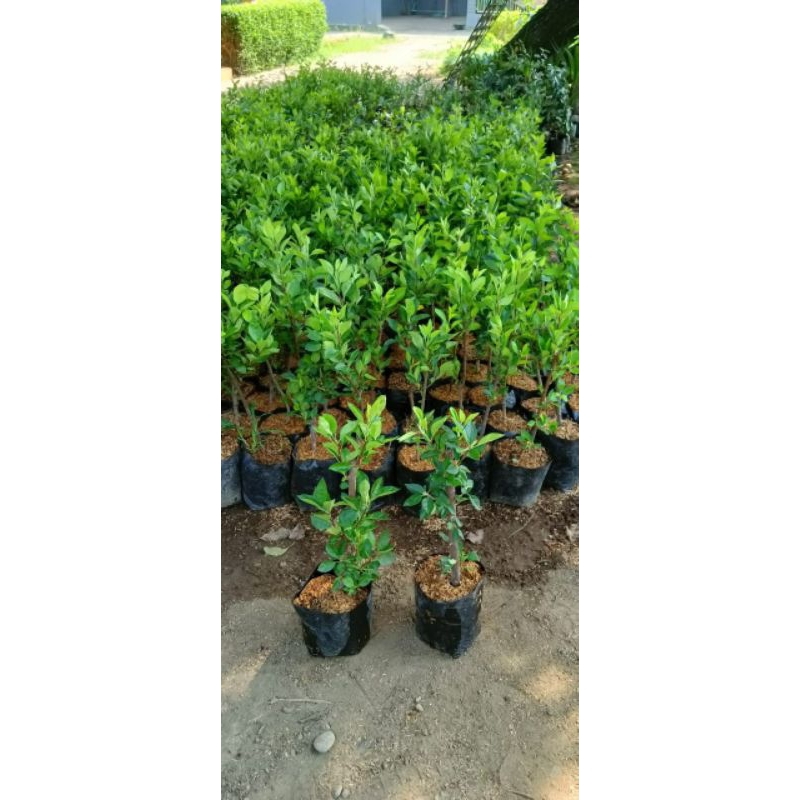 Bibit Apel merah Hasil cangkok