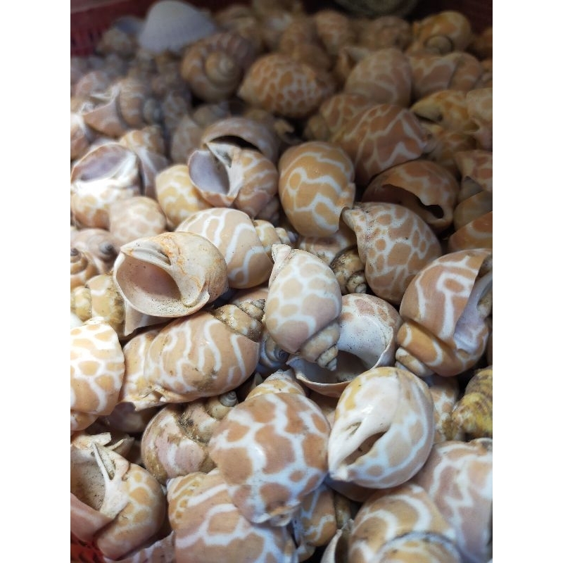 kerang hiasan akuarium - kerang gemak - 1 kg - aneka kerajinan kerang - kerang hias macan - bahan ke