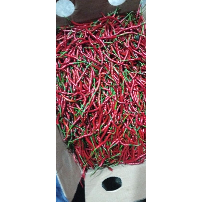 

cabai keriting