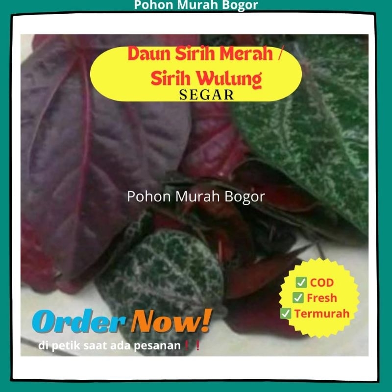 

TERLARIS Daun Sirih Merah / Sirih Wulung / Daun Sirih Obat Batuk Mimisan