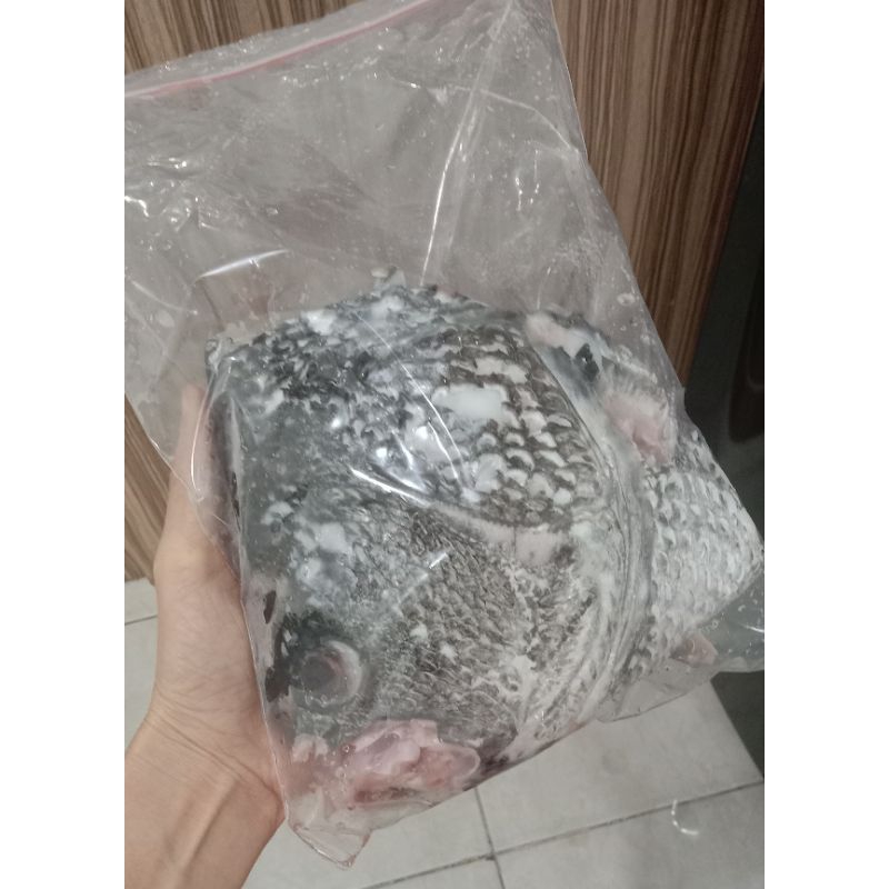 

Kepala Kakap Jumbo (Berdaging)