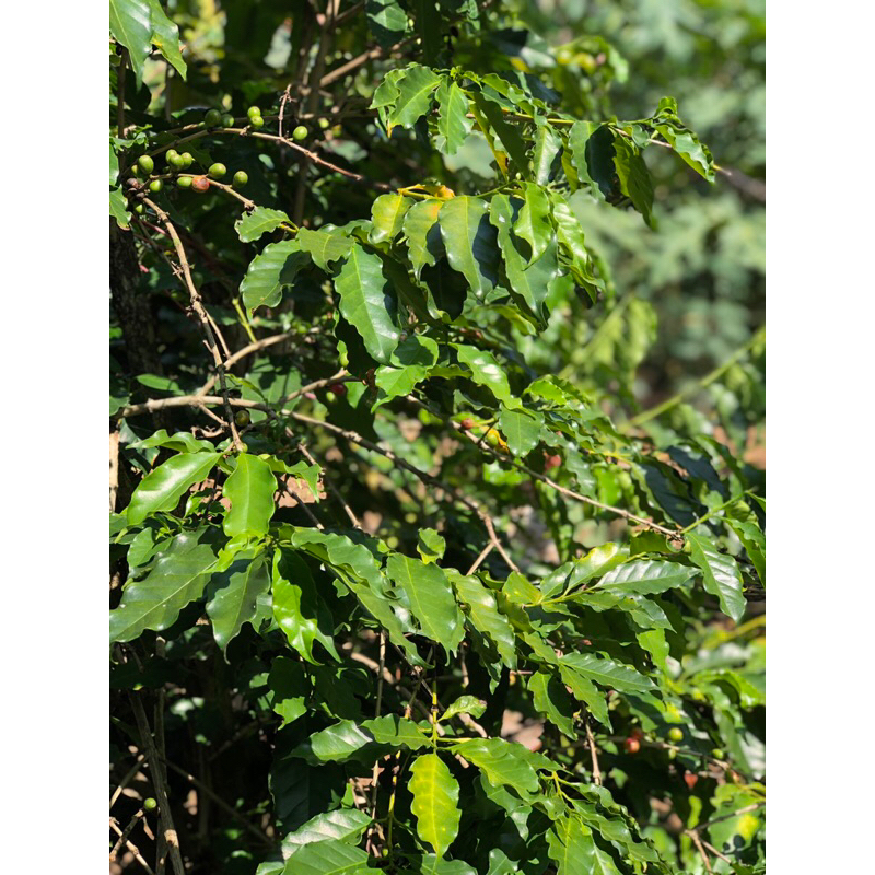 

daun kopi segar