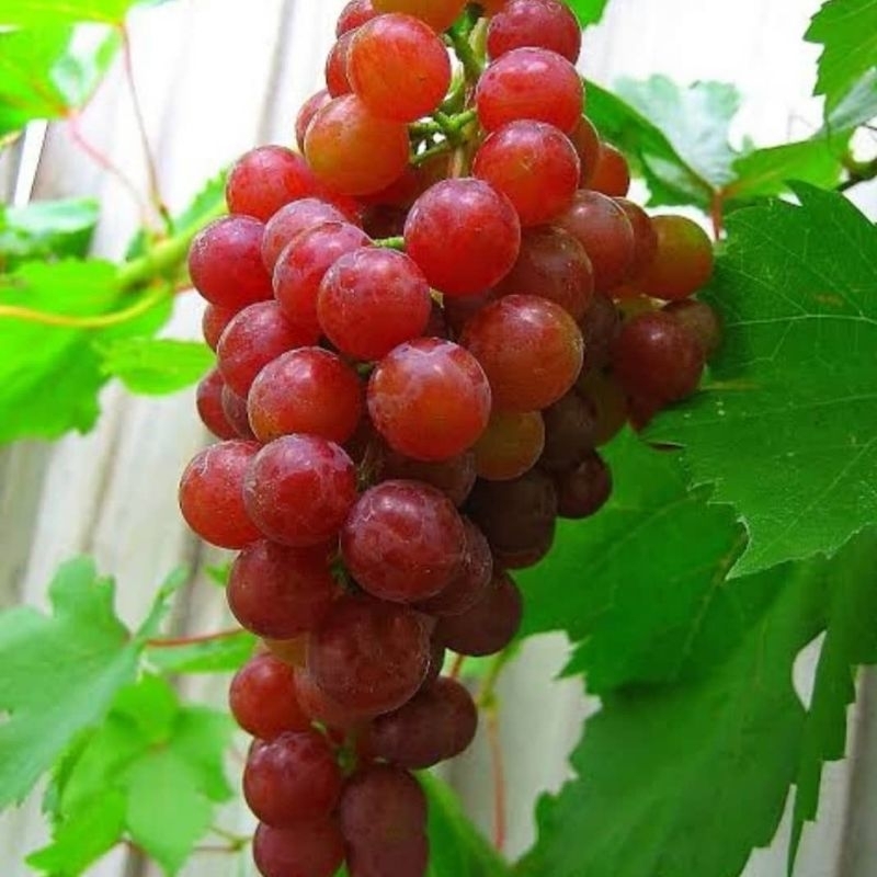Bibit Anggur Merah | Anggur Rambat