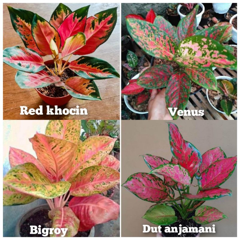 paket bunga aglonema 4 jenis