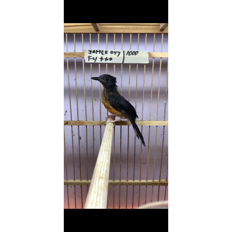 murai batu trotol jantan trah prestasi