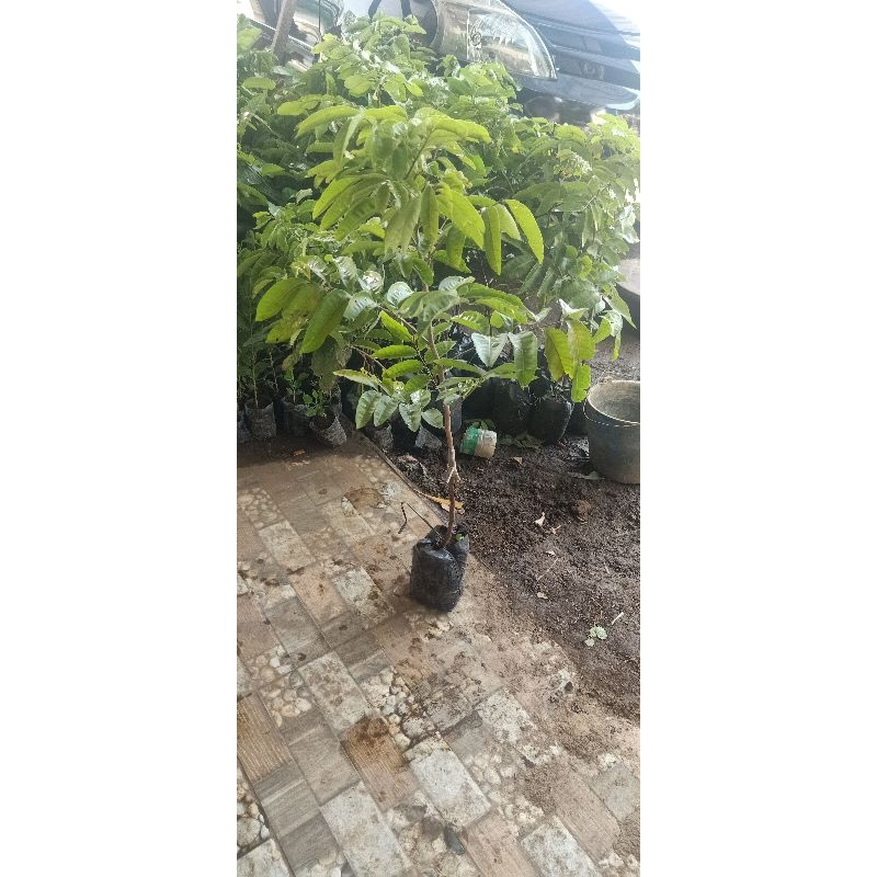 bibit kelengkeng aroma durian siap berbunga