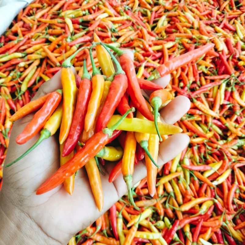 

Cabe setan super 500 gr